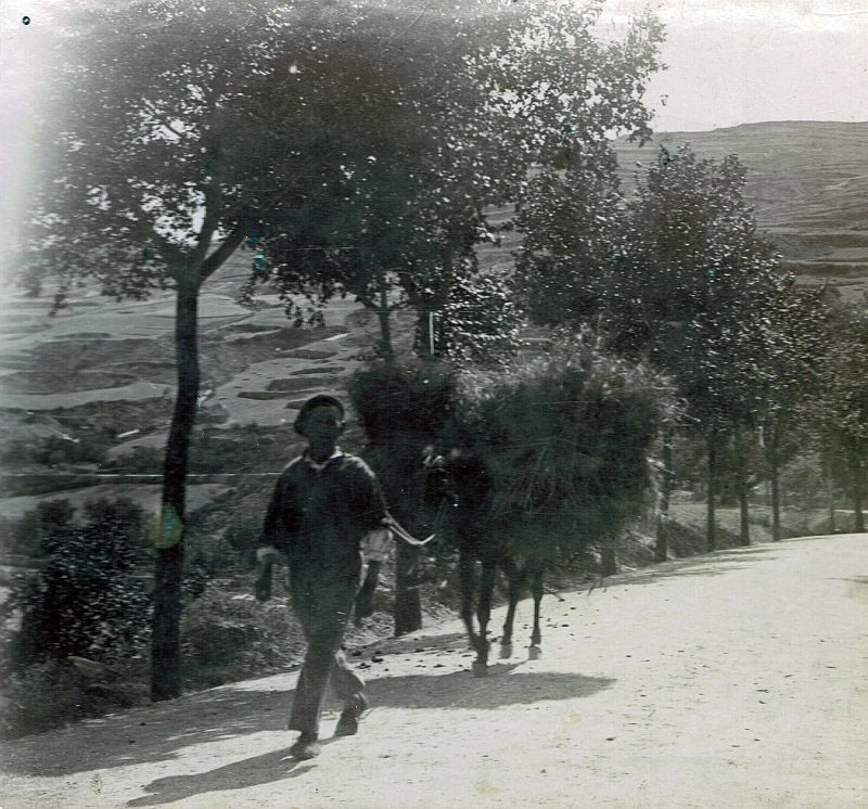 Labrador con una caballería acarreando mieses a principios del s XX en Soto en Cameros