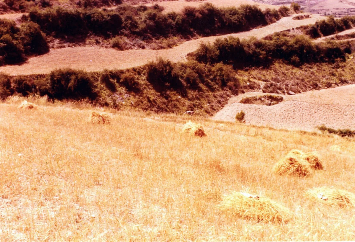 Haces en la pieza dispuestos para el acarreo
