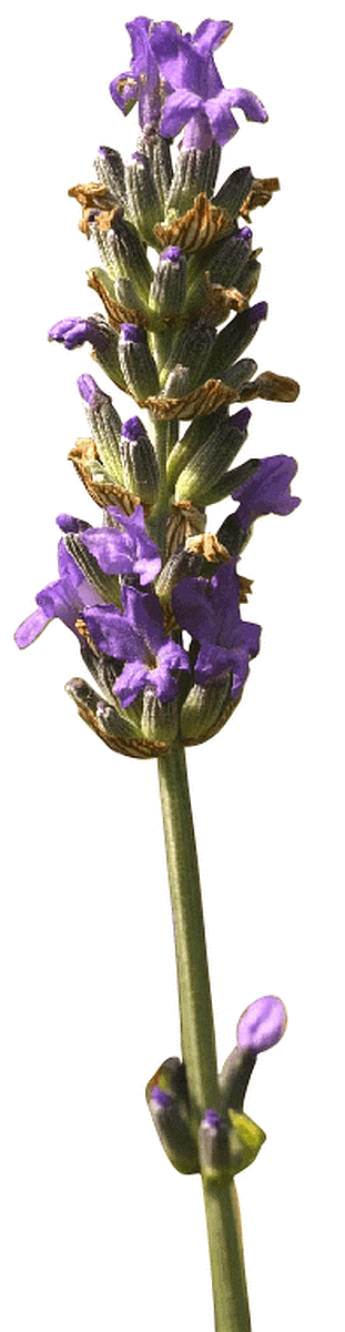 Flor del espliego